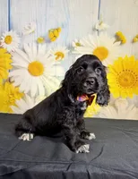 Ace, a male Cocker Spaniel for sale in Ripley, MS – 7 of 7