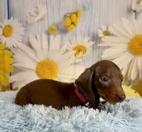 Rusty, a male Miniature Dachshund for sale in Ripley, MS – 3 of 6