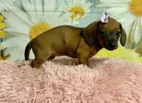 Peaches, a female Miniature Dachshund for sale in Ripley, MS – 4 of 10