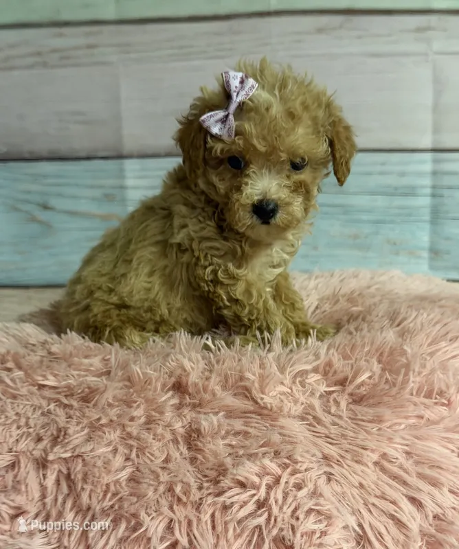 Callie – Poodle - Toy  puppy for sale in Ripley, MS