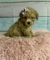 Callie, a female Poodle - Toy  for sale in Ripley, MS – 1 of 7