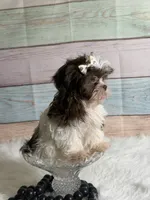 Coco, a female Shih Tzu for sale in Ripley, MS – 3 of 8