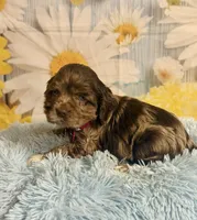 Bojangles , a male Cocker Spaniel for sale in Ripley, MS – 5 of 10