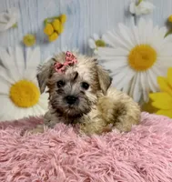Nova, a female Miniature Schnauzer for sale in Ripley, MS – 4 of 10