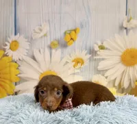 Ranger, a male Miniature Dachshund for sale in Ripley, MS – 3 of 7
