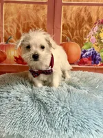 Cody, a male Maltipoo for sale in Ripley, MS – 4 of 6