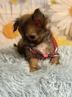     Chip, a male Chihuahua for sale in Ripley, MS – 4 of 8