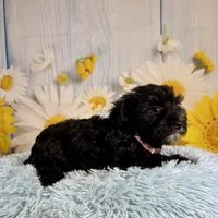 Tony, a male Miniature Schnauzer for sale in Ripley, MS – 6 of 9