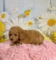 Daisy , a female Poodle - Miniature  for sale in Ripley, MS – 3 of 10