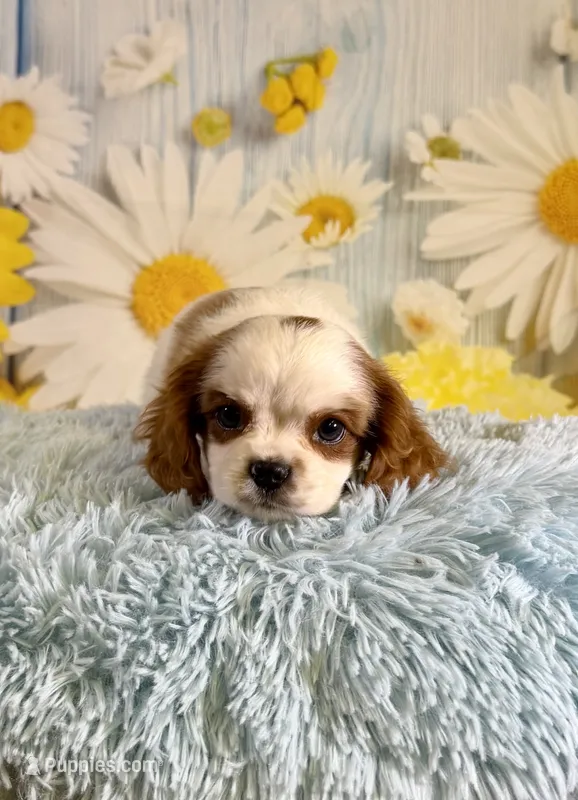 Cavapoo – Cavapoo puppy for sale in Ripley, MS