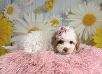 Bonnie, a female Miniature Goldendoodle for sale in Ripley, MS – 5 of 10