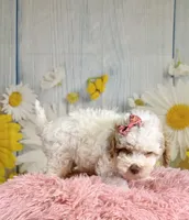 Bonnie, a female Miniature Goldendoodle for sale in Ripley, MS – 9 of 10