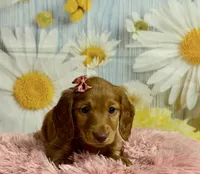 Ivy, a female Miniature Dachshund for sale in Ripley, MS – 2 of 10