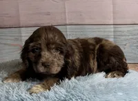 Bojangles , a male Cocker Spaniel for sale in Ripley, MS – 7 of 10