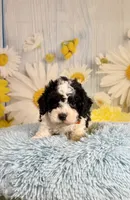Oreo, a male Cavapoo for sale in Ripley, MS – 5 of 7