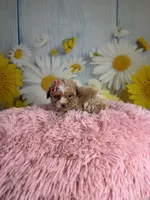 Emma, a female Poochon for sale in Ripley, MS – 4 of 8
