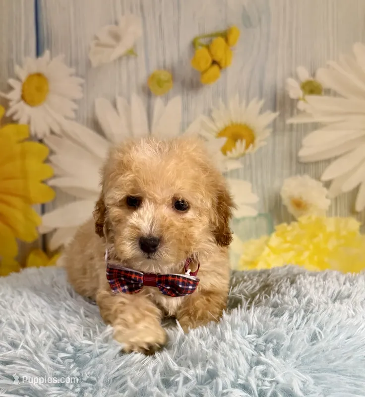 Finn – Miniature Goldendoodle puppy for sale in Ripley, MS