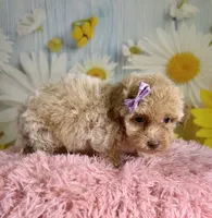 Jess, a female Poochon for sale in Ripley, MS – 4 of 4