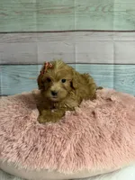 Tara, a female Miniature Goldendoodle for sale in Ripley, MS – 4 of 4
