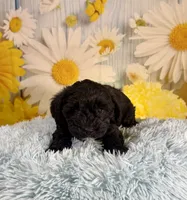 Tony, a male Miniature Schnauzer for sale in Ripley, MS – 4 of 8