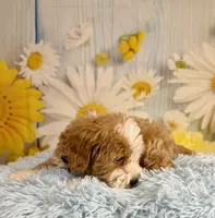 Otis, a male Miniature Goldendoodle for sale in Ripley, MS – 3 of 10