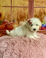 Cotton , a female Maltipoo for sale in Ripley, MS – 1 of 10