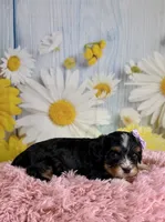 Ivy, a female Schnoodle and Yorkshire Terrier for sale in Ripley, MS – 5 of 10