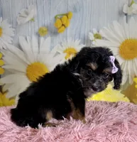 Dolly, a female Aussiedoodle for sale in Ripley, MS – 7 of 10