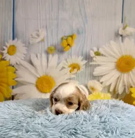 Arlo, a male Cocker Spaniel for sale in Ripley, MS – 5 of 10