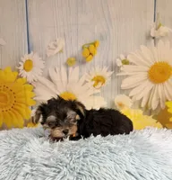 Tucker, a male Morkie for sale in Ripley, MS – 7 of 10