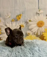 Loki, a male French Bulldog for sale in Ripley, MS – 2 of 9
