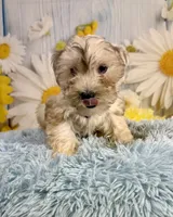 Odie, a male Miniature Schnauzer for sale in Ripley, MS – 8 of 8