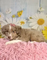 Hannah, a female Miniature Australian Shepherd for sale in Ripley, MS – 8 of 8