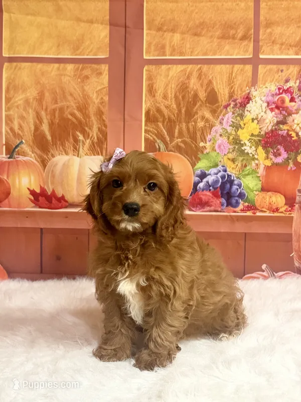 Pearl – Cavapoo puppy for sale in Ripley, MS