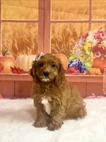 Pearl, a female Cavapoo for sale in Ripley, MS – 1 of 7