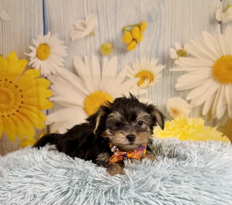Tucker – Morkie puppy for sale in Ripley, MS