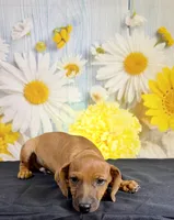 Gus, a male Chihuahua and Miniature Dachshund for sale in Ripley, MS – 6 of 7