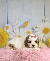 Willow, a female Cavapoo for sale in Ripley, MS – 7 of 10