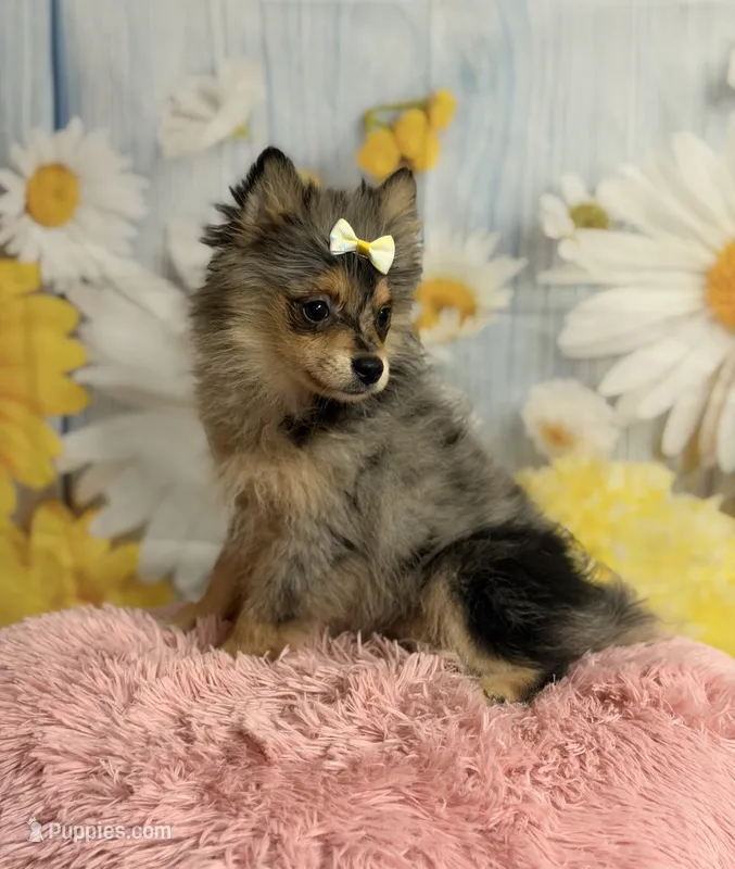 Millie – Pomeranian puppy for sale in Ripley, MS