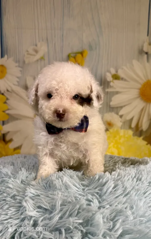 Romeo – Poodle - Toy , Poodle - Miniature  puppy for sale in Ripley, MS