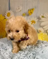 Finn, a male Miniature Goldendoodle for sale in Ripley, MS – 3 of 10