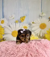 Josie, a female Yorkshire Terrier for sale in Ripley, MS – 5 of 10