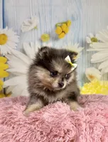 Millie, a female Pomeranian for sale in Ripley, MS – 7 of 10