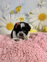 Raya, a female Shihpoo for sale in Ripley, MS – 8 of 10