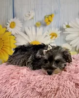 Bree, a female Miniature Schnauzer for sale in Ripley, MS – 6 of 10