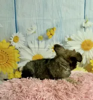    Juniper, a female Chihuahua for sale in Ripley, MS – 9 of 10