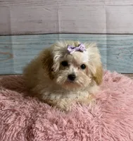 Honey, a female Poodle - Toy  for sale in Ripley, MS – 5 of 7