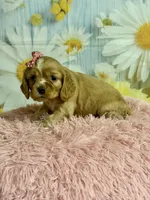 Hattie, a female Cocker Spaniel for sale in Ripley, MS – 8 of 8