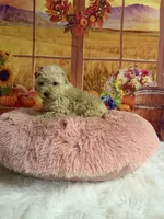 Chloe, a female Poodle - Toy  for sale in Ripley, MS – 5 of 6