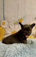 Pedro , a male French Bulldog for sale in Ripley, MS – 2 of 10